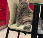 Шотландский вислоухий котик в дар