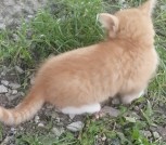 В Добрые руки