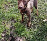  ЩЕНКИ ИЗ ЛЕСА ИЩУТ ДОМА! В ДАР! 