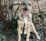 ЩЕНКИ ИЗ УСЫПАЛКИ В ДАР! ИЩУТ ДОМА ИЛИ ПЕРЕДЕРЖКУ!