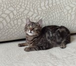 Общительный красавчик Имель