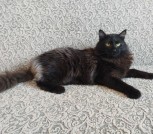 Роскошный Фирс