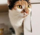 КОШКА МИРОЧКА В ДАР! ИЩЕТ ДОМ! Трехцветная