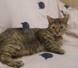 Кошечка Марыся в дар! Лесной окрас