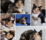 ЛАПУШКА ДВА ГОДА ИЩЕТ ДОМ!