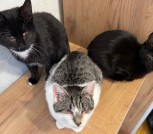 ПРИЮТУ СРОЧНО НУЖНА ПОМОЩЬ!