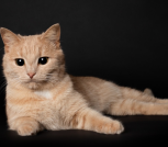 Рыжая кошка Фанта в дар! Нужна передержка или дом! Срочно!