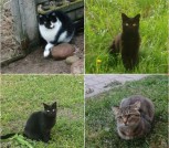 Всем этим замечательным котикам срочно нужен дом! SOS!  В дар!