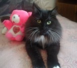 SOS! КОШКА ПУШИНКА СРОЧНО ИЩЕТ ДОМ! В ДАР!