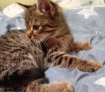 IMG-87f74451abf0d81ee868b6743f36578e-V