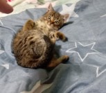 IMG-a35ba803f4a922472673c21874a894d1-V