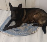 IMG-eed43edbef03972bee6597a588503a35-V