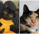 Collage_20260219_081607