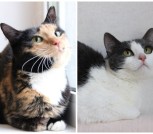 Collage_20260219_081802