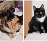 Collage_20260219_081853