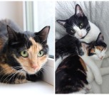 Collage_20260219_081955