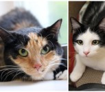 Collage_20260219_082202