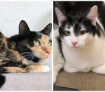 Collage_20260219_082228