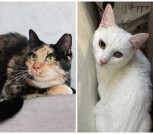 Collage_20260219_082438