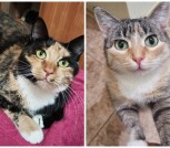 Collage_20260219_082705